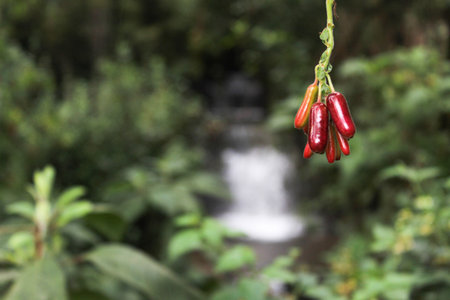 Red fruit with waterfall behind