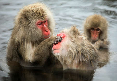Snow monkeys in Japanの写真素材