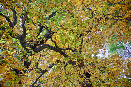 Autumn colors in Zell am See, Austria