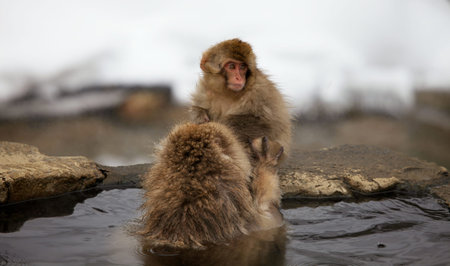 Snow monkeys in Japan