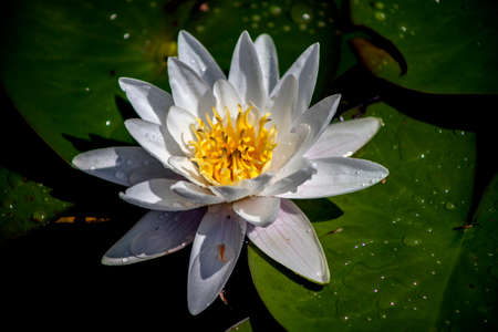 Water lilyの写真素材