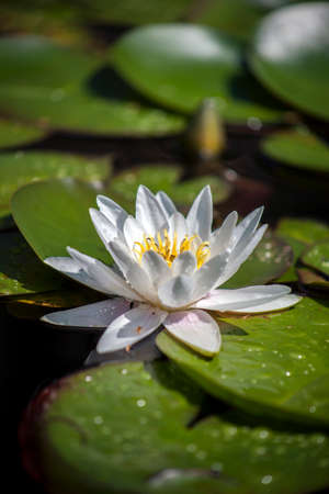 Water lily in a pondの写真素材