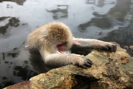 Japanese macaque relaxing in a hot spring near Naganoの写真素材