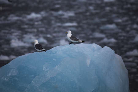Arctic birds on a small iceberg in Svalbard, Norwayの写真素材