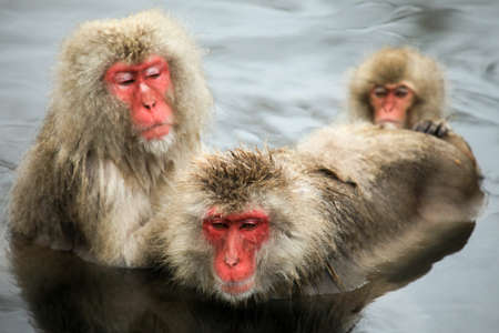 Japanese macaques groomingの写真素材
