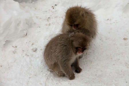 Snow monkeys near Nagano, Japanの写真素材