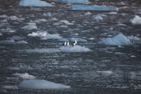 Arctic birds on a tiny iceberg in Svalbard, Norwayの写真素材