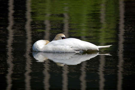 Swan resting in a pond, Japanの写真素材