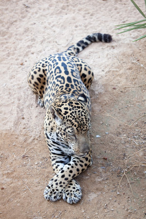 Leopard restingの写真素材