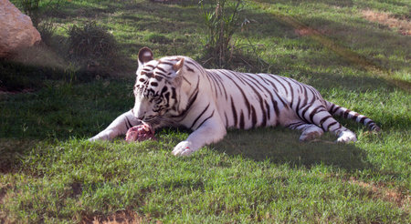 White tiger eating fresh meatの写真素材