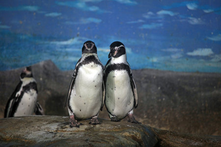 Jackass penguins in the desert of Al Ain, UAE zoo enclosureの写真素材