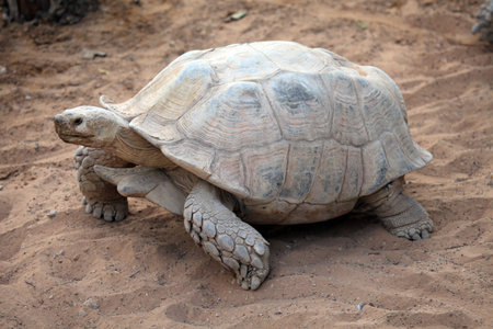 Old giant turtle walking on sandの写真素材