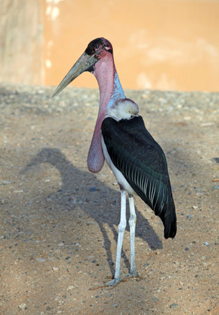African Marabou storkの写真素材