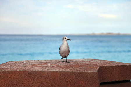 Seagull standing on a pier rockの写真素材