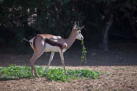 Arabian mountain gazelleの写真素材