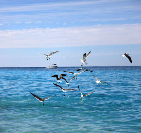 Seagulls feeding on the water surfaceの写真素材
