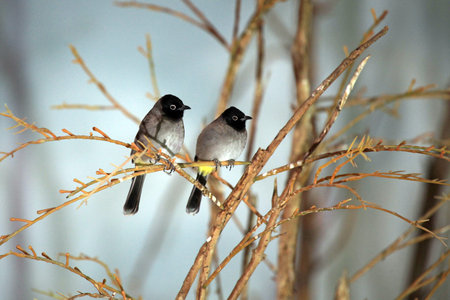 Pair of birds on a tree branch