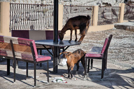Goats eating papers and other trash, in Musandam, Omanの写真素材