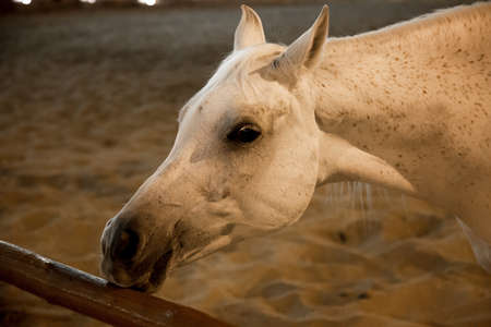 White Arabic thoroughbred horse in Doha, Qatarの写真素材