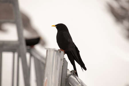 Alpine Chough resting in the Alps, near Engelbeg, Switzerandの写真素材