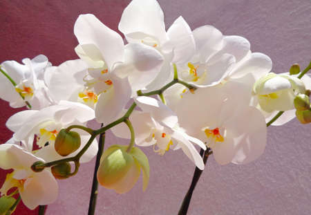 white flower outside getting the sunlightの写真素材