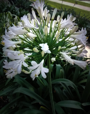 bouquet of white flowers in the garden