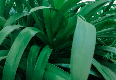 green leaves in the backgroundの写真素材