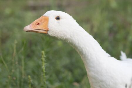 Gooseの写真素材