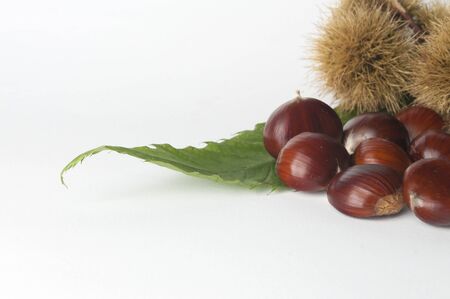 Chestnuts isolatedの写真素材
