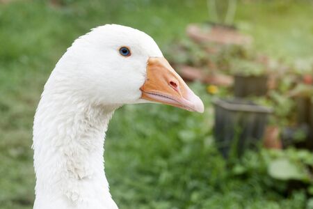 Goose headshotの写真素材