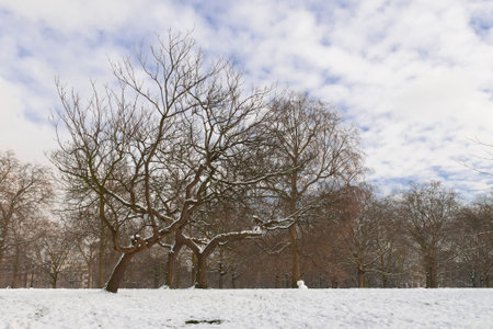 A picture of Green Park in London after a snowfallの写真素材
