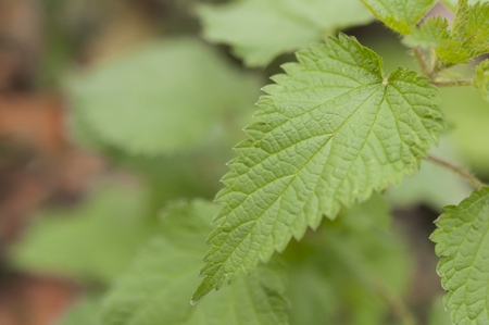 Nettle leaf macro shotの写真素材