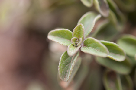 Oregano macro shot on blurred backgroundの写真素材