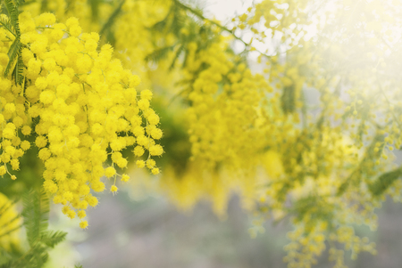 A mimosa tree in bloom in spring, copy space for woman's day or spring related imagesの写真素材