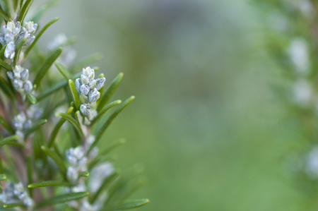 Blooming rosemary with blurred background with copy spaceの写真素材