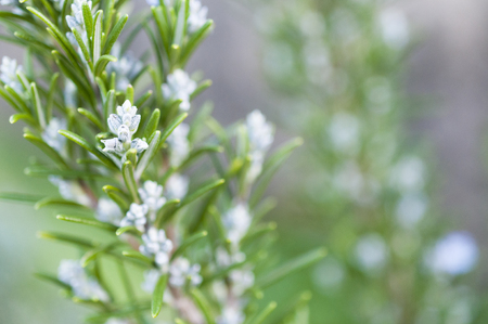 Blooming rosemary with blurred green background with copy spaceの写真素材