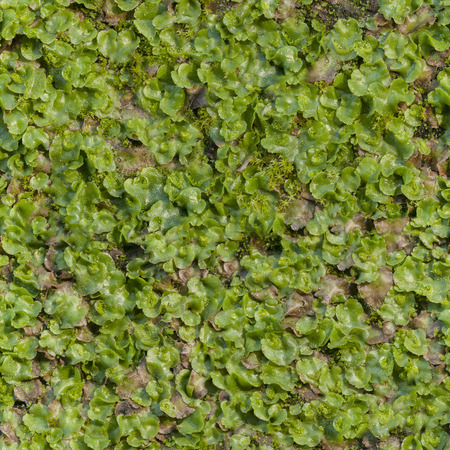 Grass seamless pattern textureの写真素材