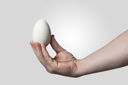 Hand holding a big goose eggの写真素材