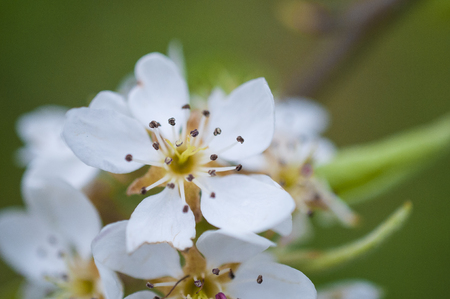 Pear flower on the tree with soft green backgroundの写真素材
