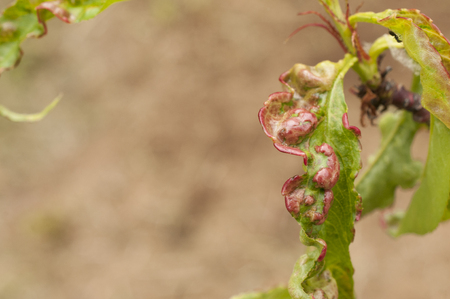 A peach tree with leaves diseaseの写真素材