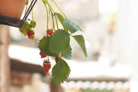 Hanging trawberries with copy spaceの写真素材