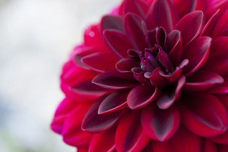 Purple dhalia detail macro shotの写真素材