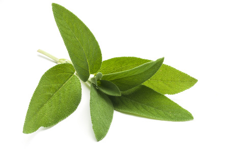 Common sage (salvia officinalis) plant isolated on white backgroundの写真素材