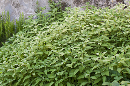 Big sage (salva officinalis) plant in the garden)の写真素材