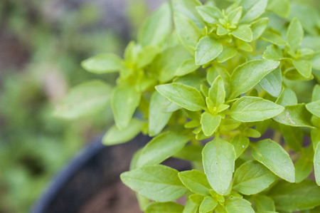 Greek basil (minimum basilicum) herb close up shotの写真素材