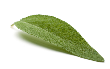 Sage (salvia officinalis) leaf isolated. Great texture detail.の写真素材