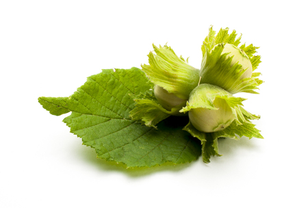 Three unripe hazelnuts with leaf isolatedの写真素材