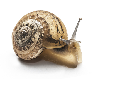 Common snail isolated on whiteの写真素材