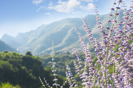 Lavender in bloom on alpine landscape on a summer dayの写真素材