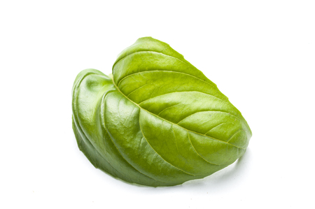 Basil leaf artistic shot isolated on white backgroundの写真素材